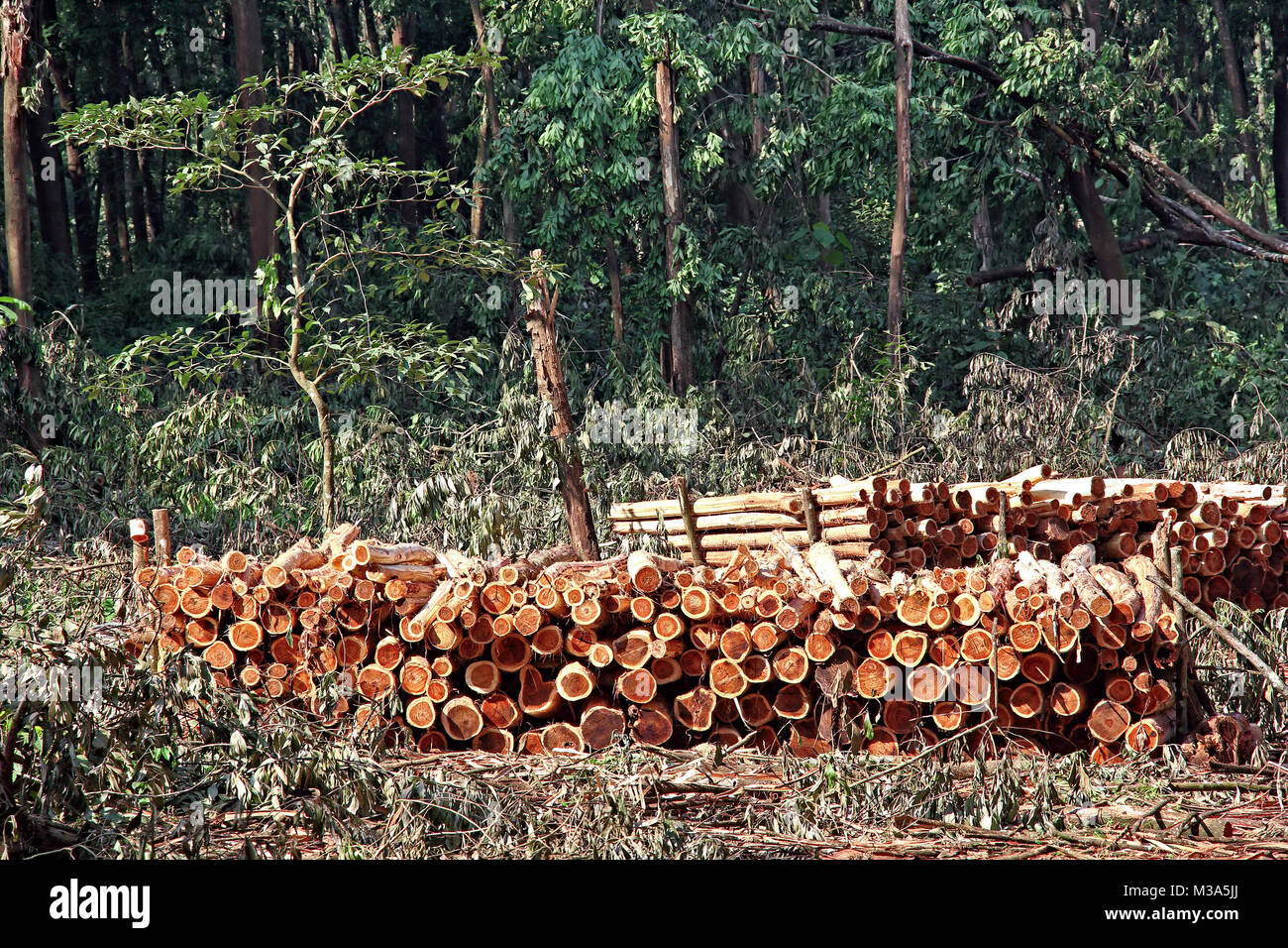 Close up of stacked logs from cut down trees while clear cutting a forest in Kerala, India Stock Photo