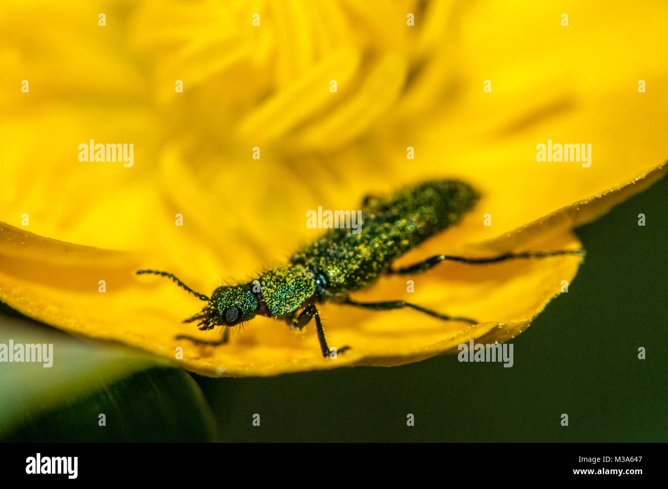 soft-winged flower beetle, Psilothrix viridicoerulea Stock Photo