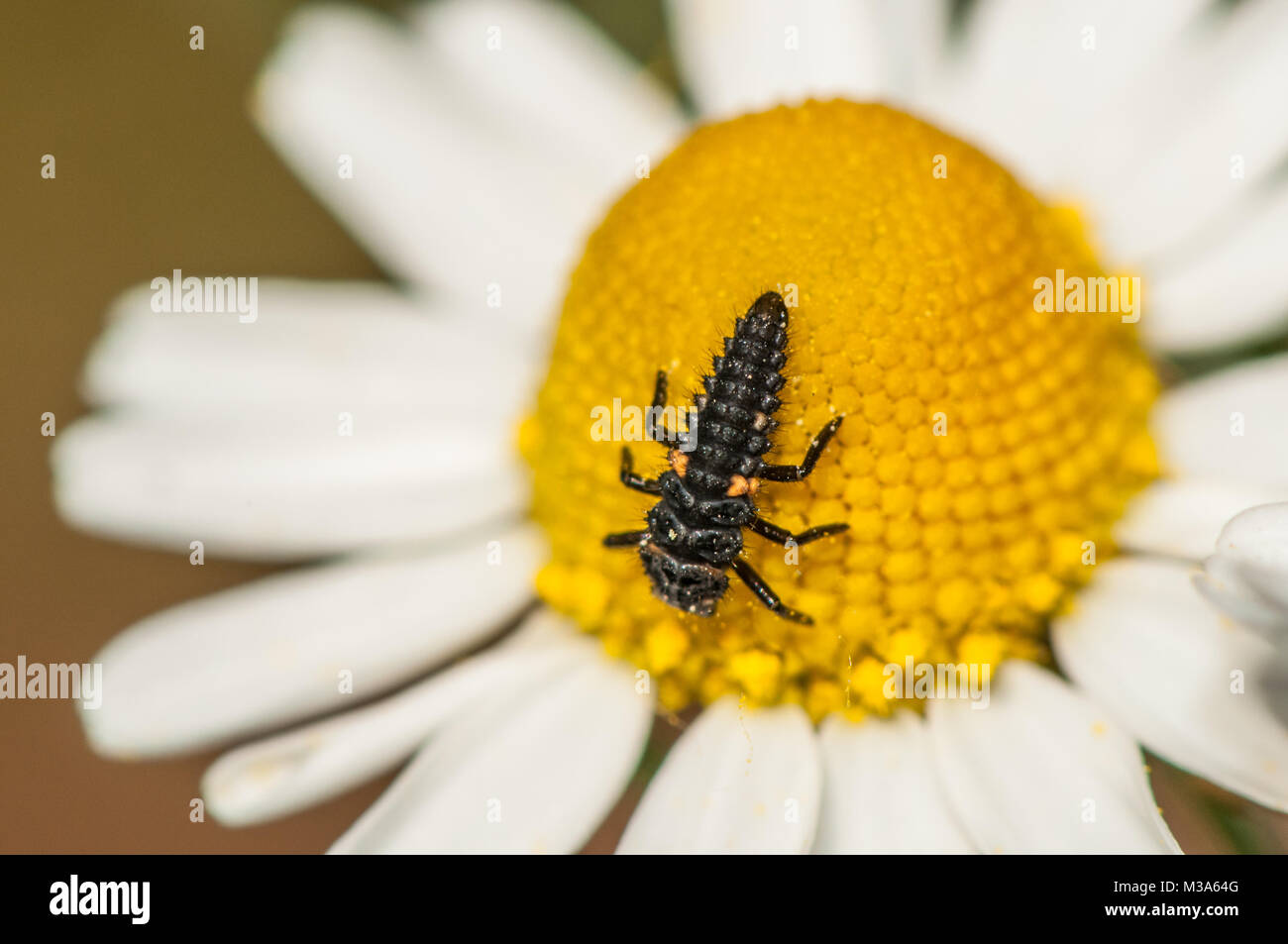 ladybug larva, Coccinella septempunctata, on a Daisy flower Stock Photo