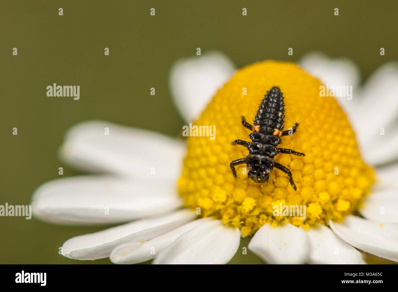 ladybug larva, Coccinella septempunctata, on a Daisy flower Stock Photo
