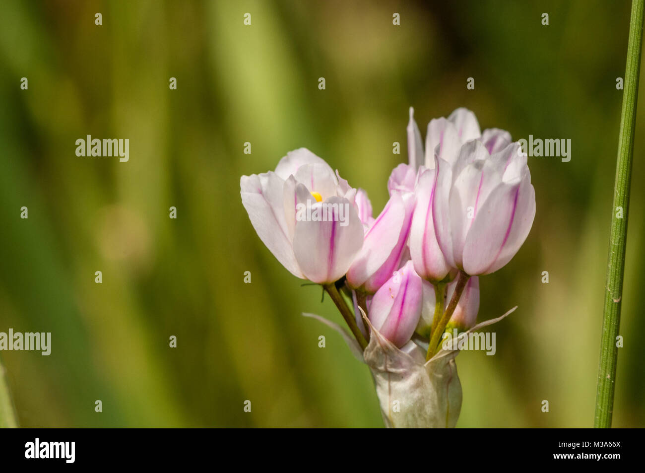 rosy garlic, Allium roseum Stock Photo