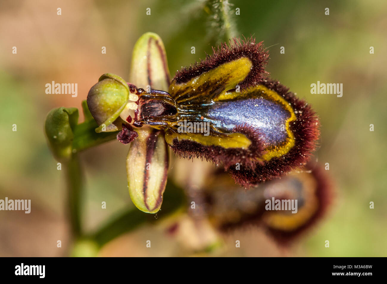 mirror orchid, Ophrys speculum Stock Photo