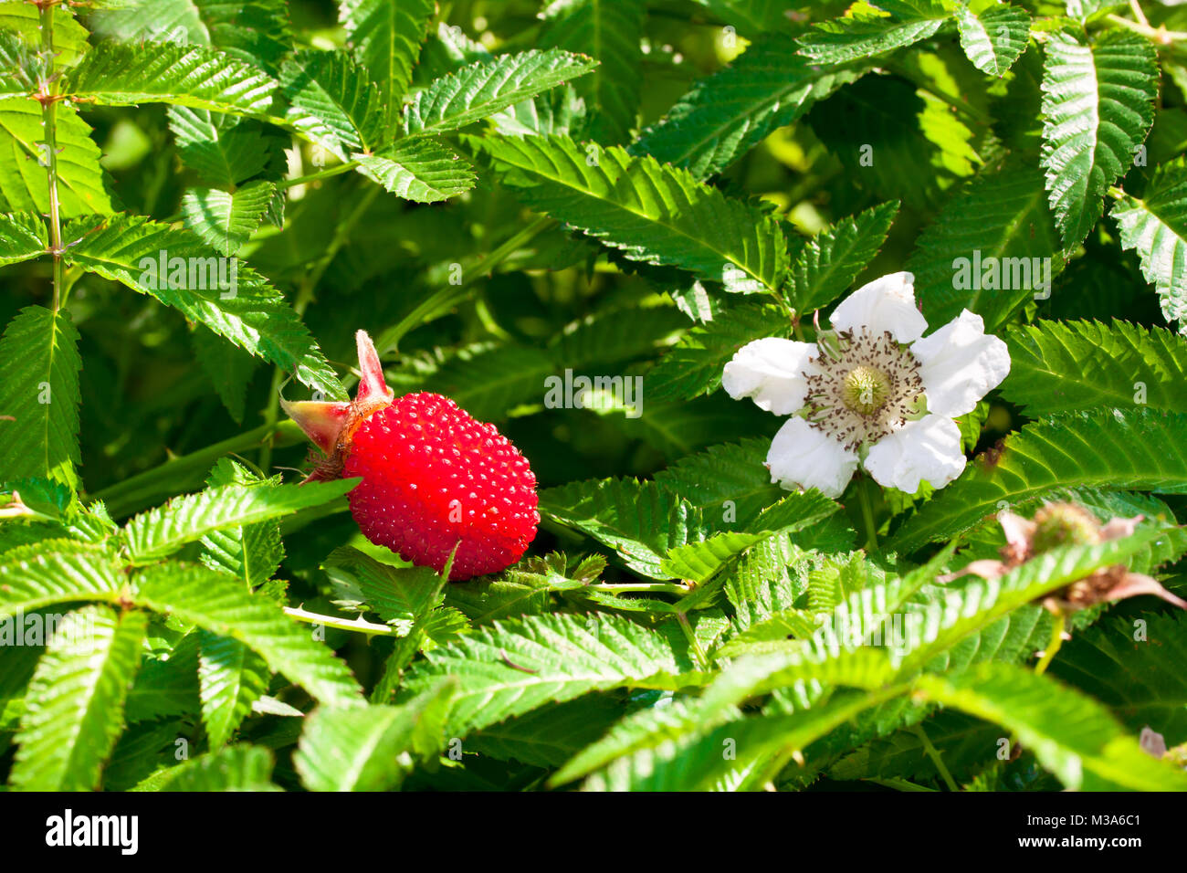 red raspberry bush Stock Photo