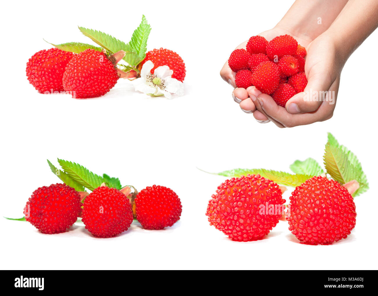 set  of four isolated images of red raspberry Stock Photo