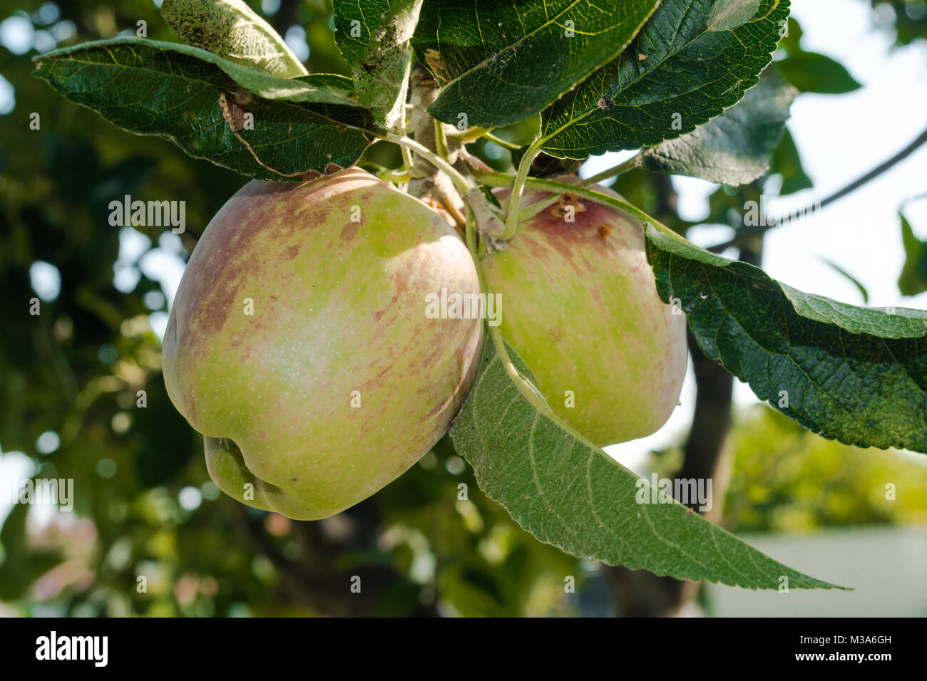 Green and red apples as background Stock Photo - Alamy