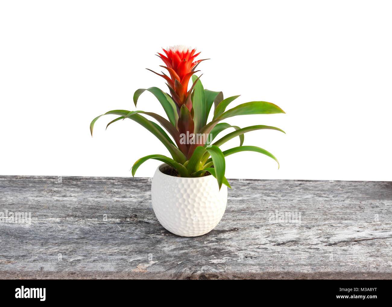 Guzmania  flower blossom isolated image of the flower in the white pot on the table Stock Photo