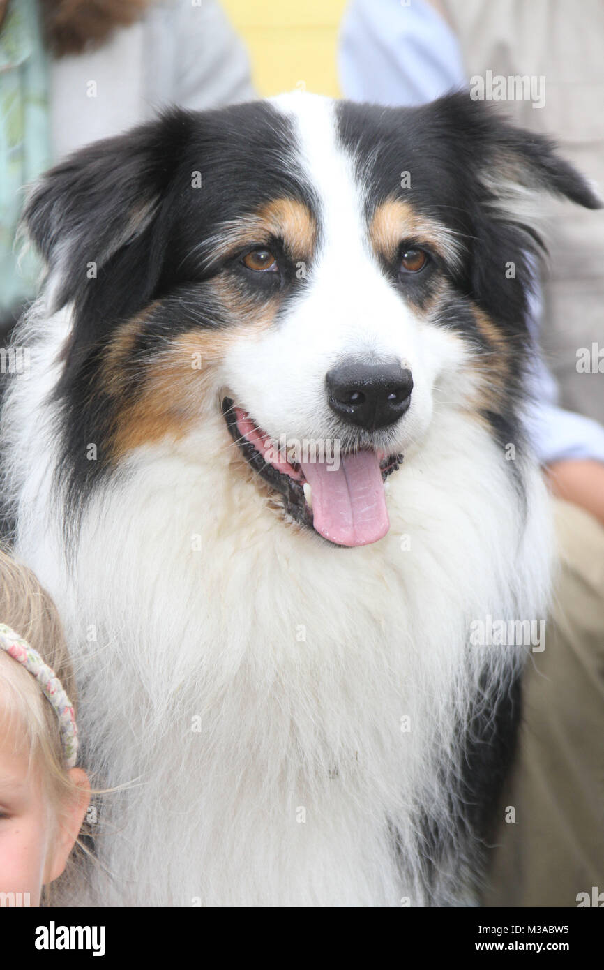 Timmy, der Hund, Settermin "FUENF FREUNDE 2", Gut Altenhof, 24.08.2012  Stock Photo - Alamy