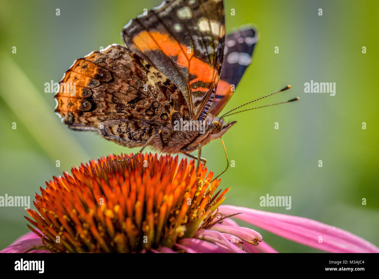 macro closeup side view of a butterfly drinking nectar from a purple