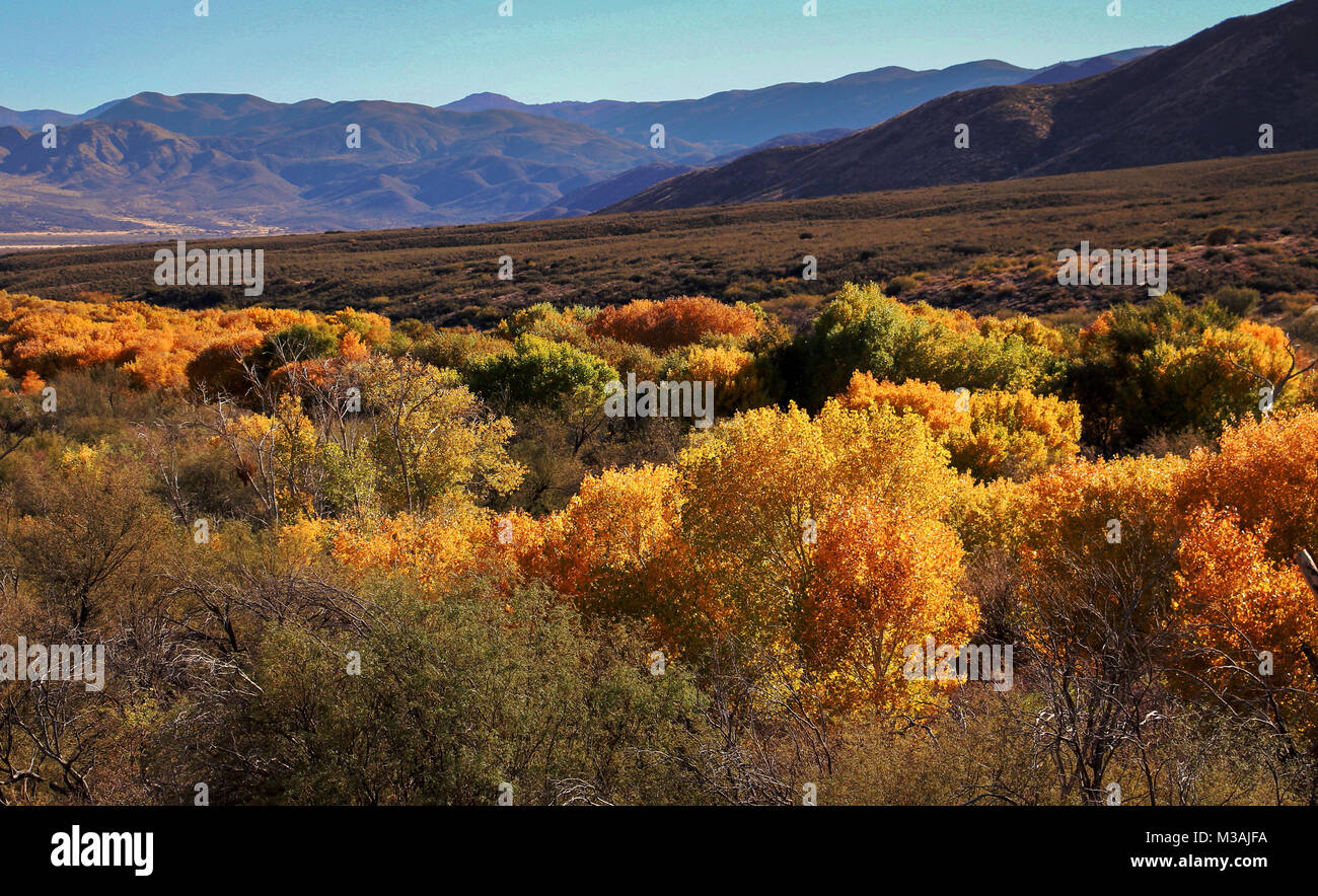 Cottonwoods hi-res stock photography and images - Alamy