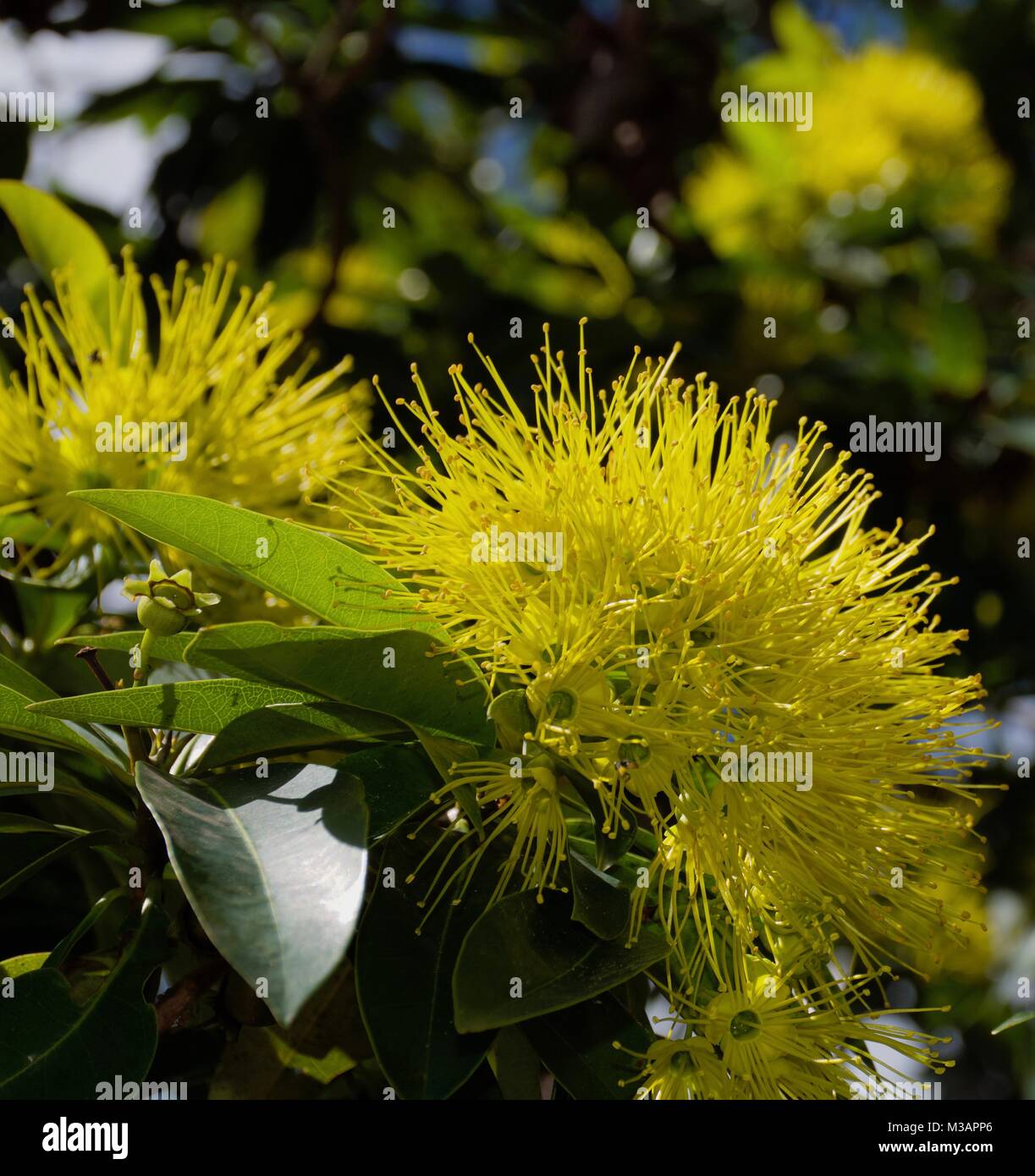 Xanthostemon chrysanthus, commonly named golden penda, a flowering rainforest tree native to tropical North Queensland Australia Stock Photo