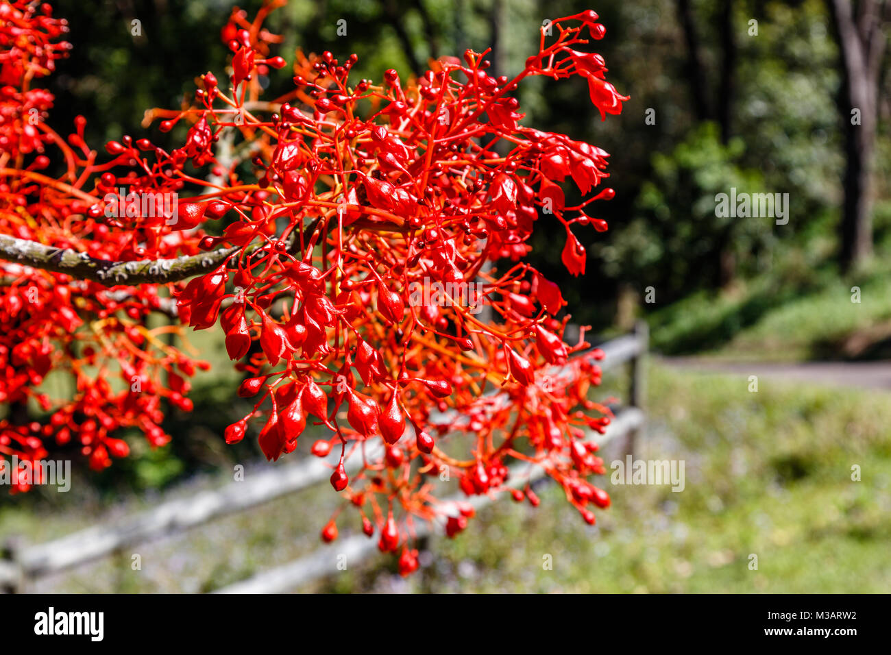A branch of blooming Illawarra flame tree. Queensland, Australia Stock Photo