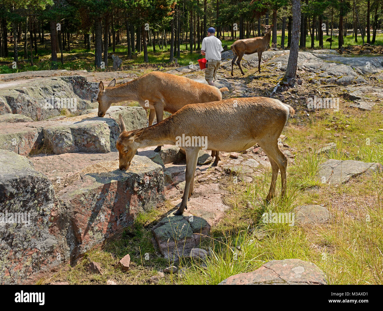 Red deer (Cervus elaphus) eat grain, which man feeds them in forest
