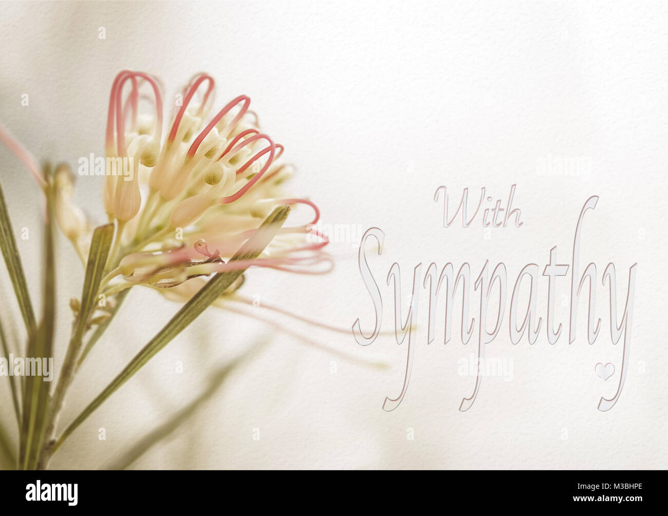 Sympathy card with Australian Grevillea flower in soft pastel colors