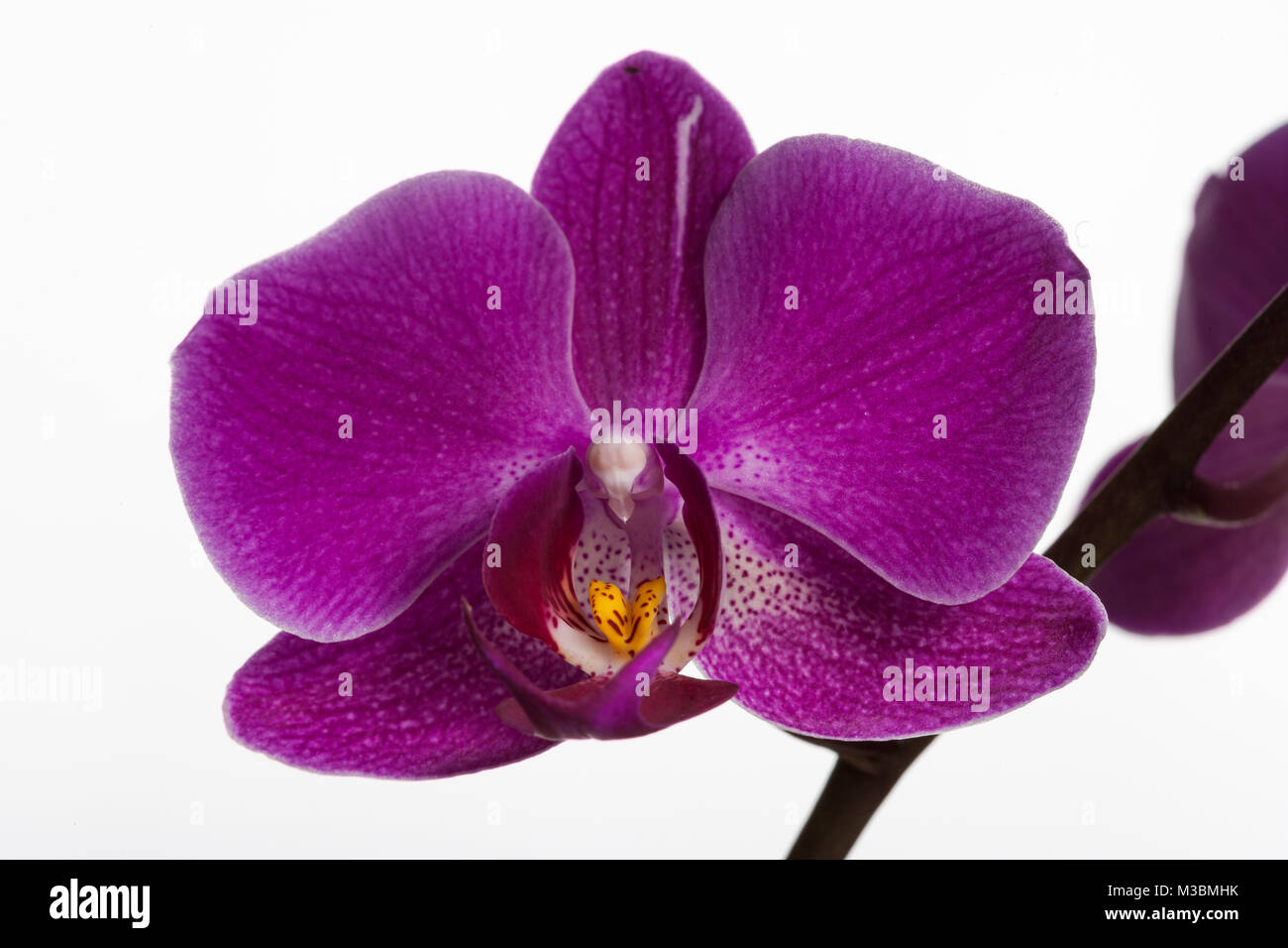 Moth Orchid, Brudorkidé (Phalaenopsis) Stock Photo