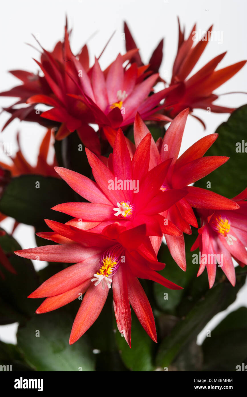 Christmas Cactus, Julkaktus (Schlumbergera x buckleyi) Stock Photo