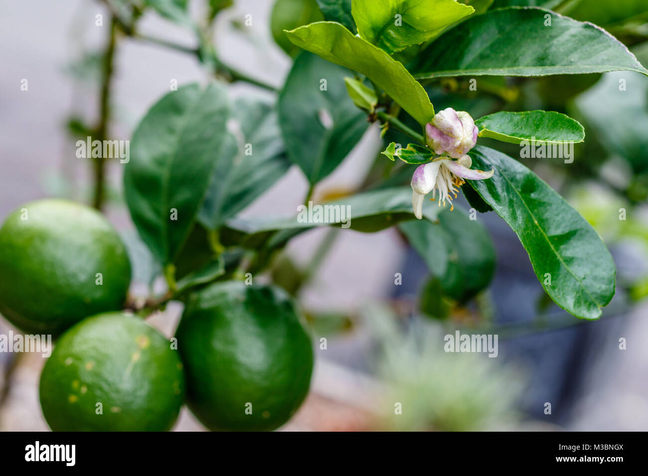Three lemons on the branch, and a blooming lemon tree flower. Queensland, Australia Stock Photo