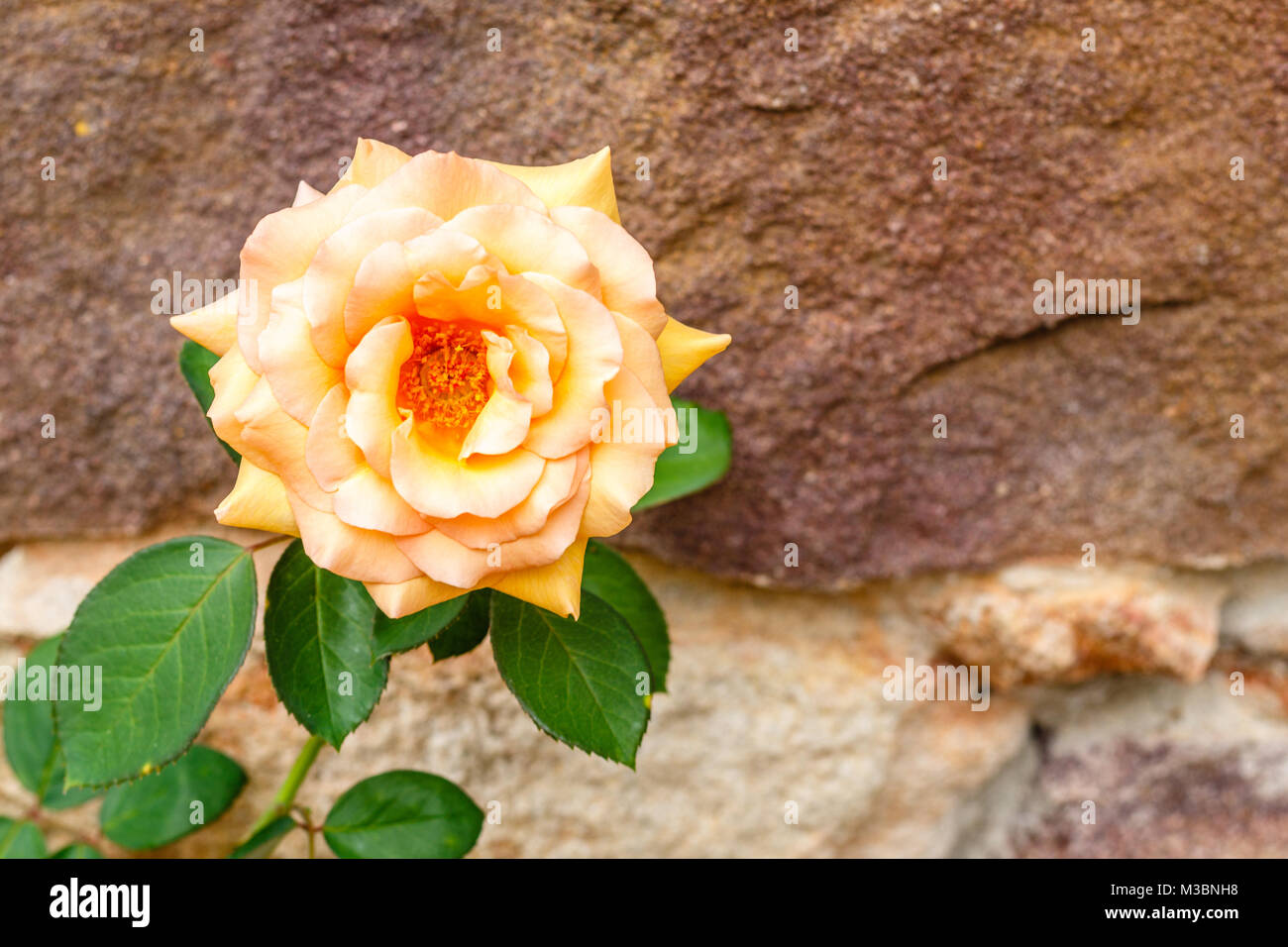 Blooming rose  with a stone background. Queensland, Australia Stock Photo