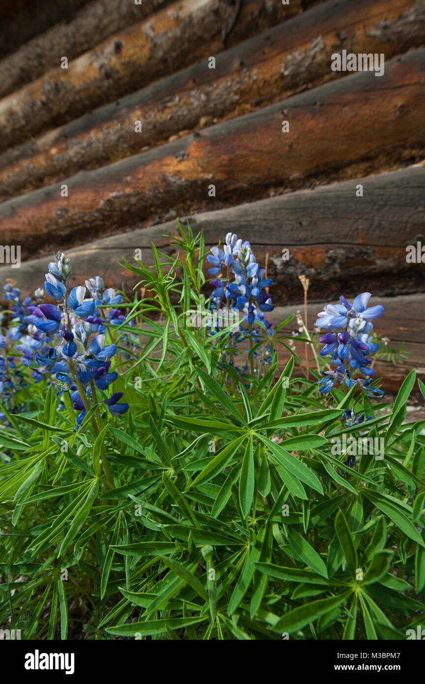 Cabin in Wrangell St Elias Stock Photo Alamy