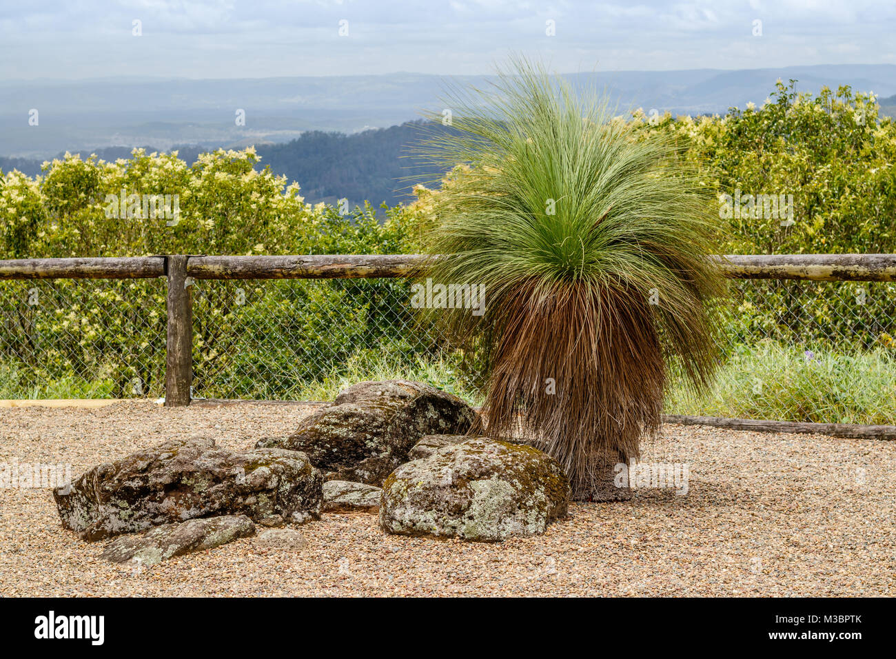 Xanthorrhoea (Blackboy) tree at a viewpoint at Mary Cairncross Road, Maleny, Sunshine Coast, Queensland, Australia Stock Photo