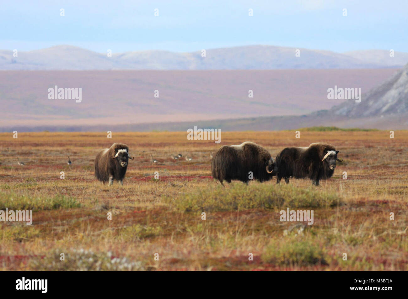 Vegetated Ridges Muskox and Greater White-fronted Geese on vegetated beach ridges in ...