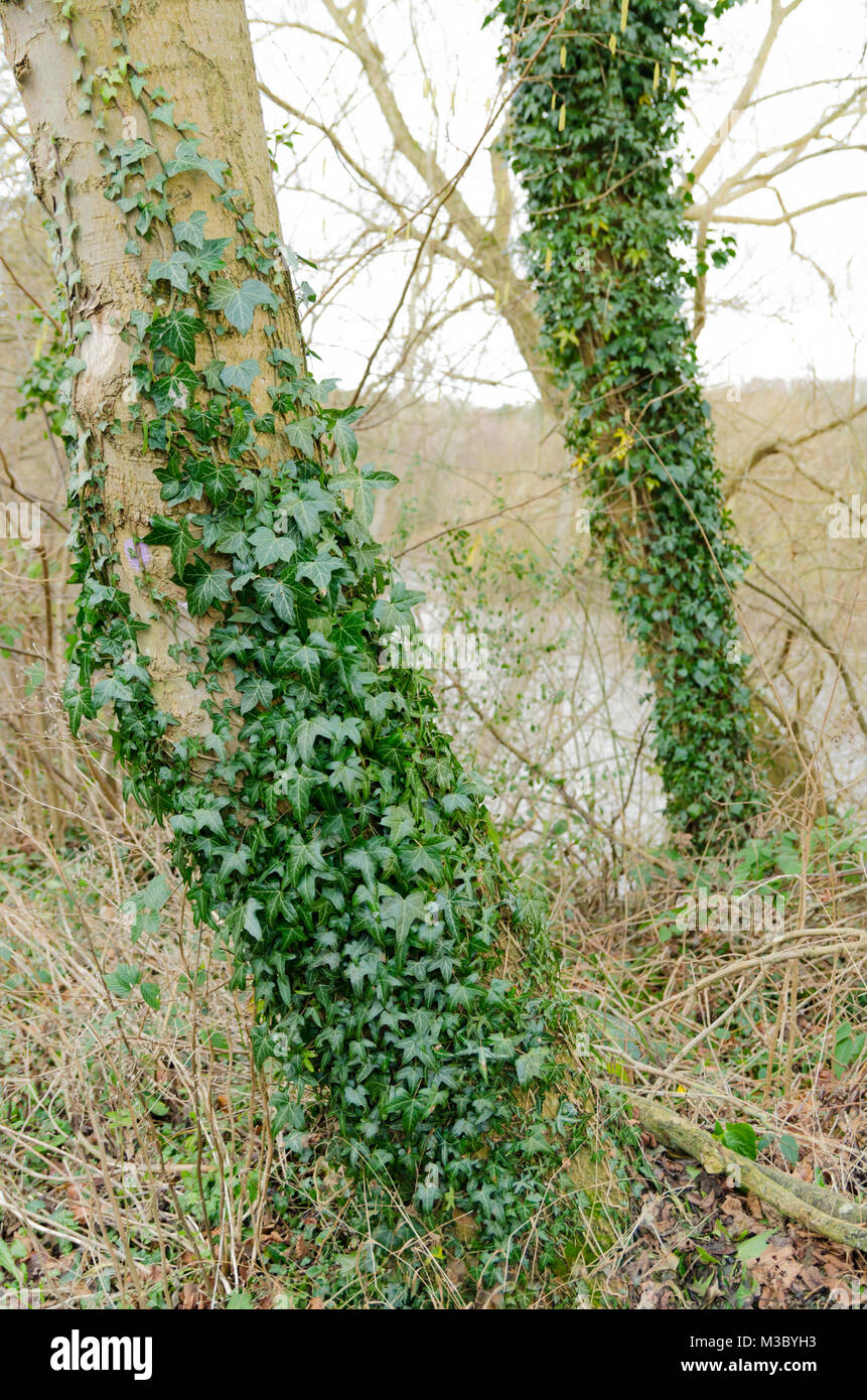 Ivy (Hedera Helix) Growing up a Tree Trunk in Winter Stock Photo