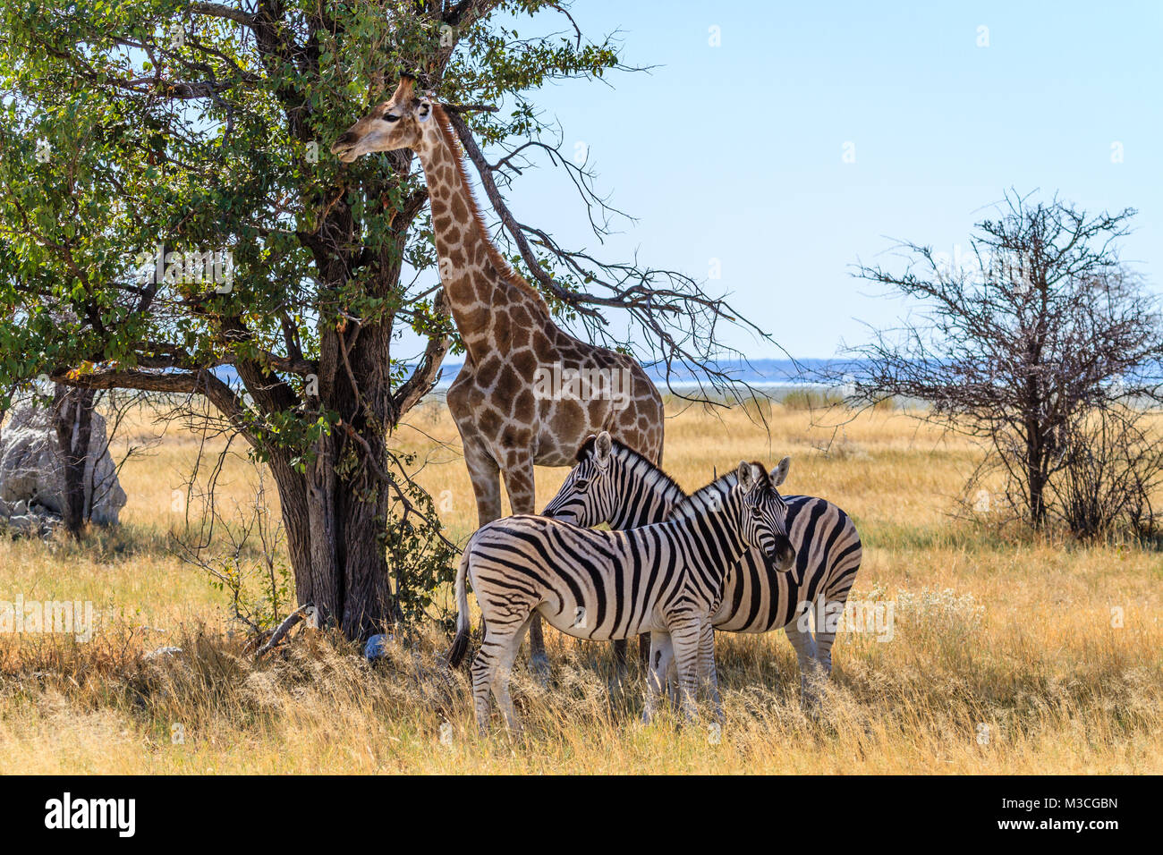 Adult zebras and giraffe getting some shade on the savanna of Etosha National Park, Namibia, Africa Stock Photo
