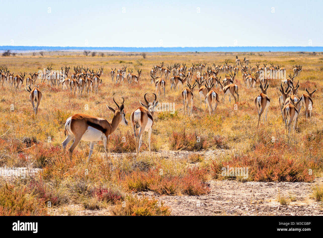 Springbok National Animal Hi res Stock Photography And Images Alamy