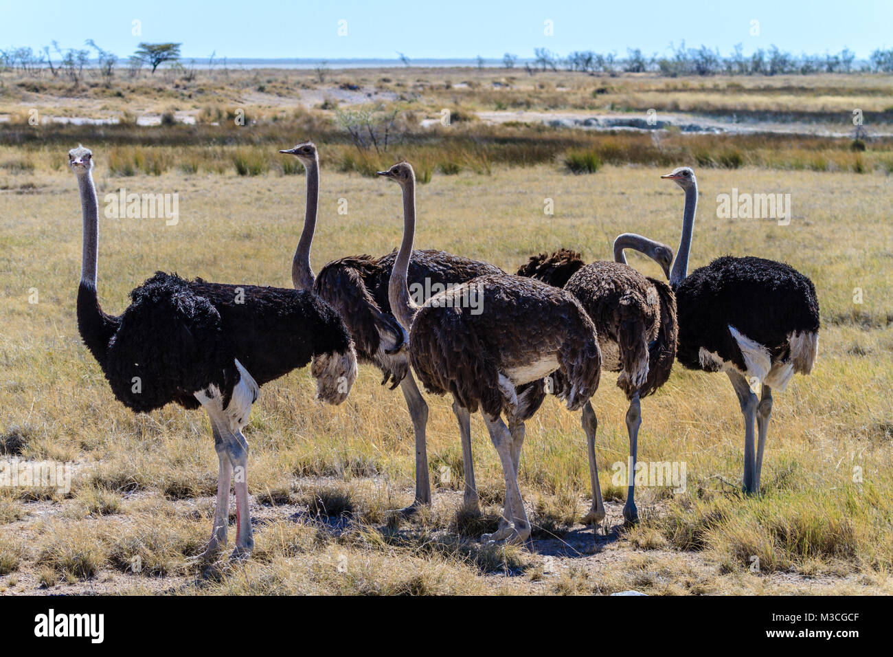 Ostriches on the savannah of Etosha National Park, Namibia, Africa Stock Photo