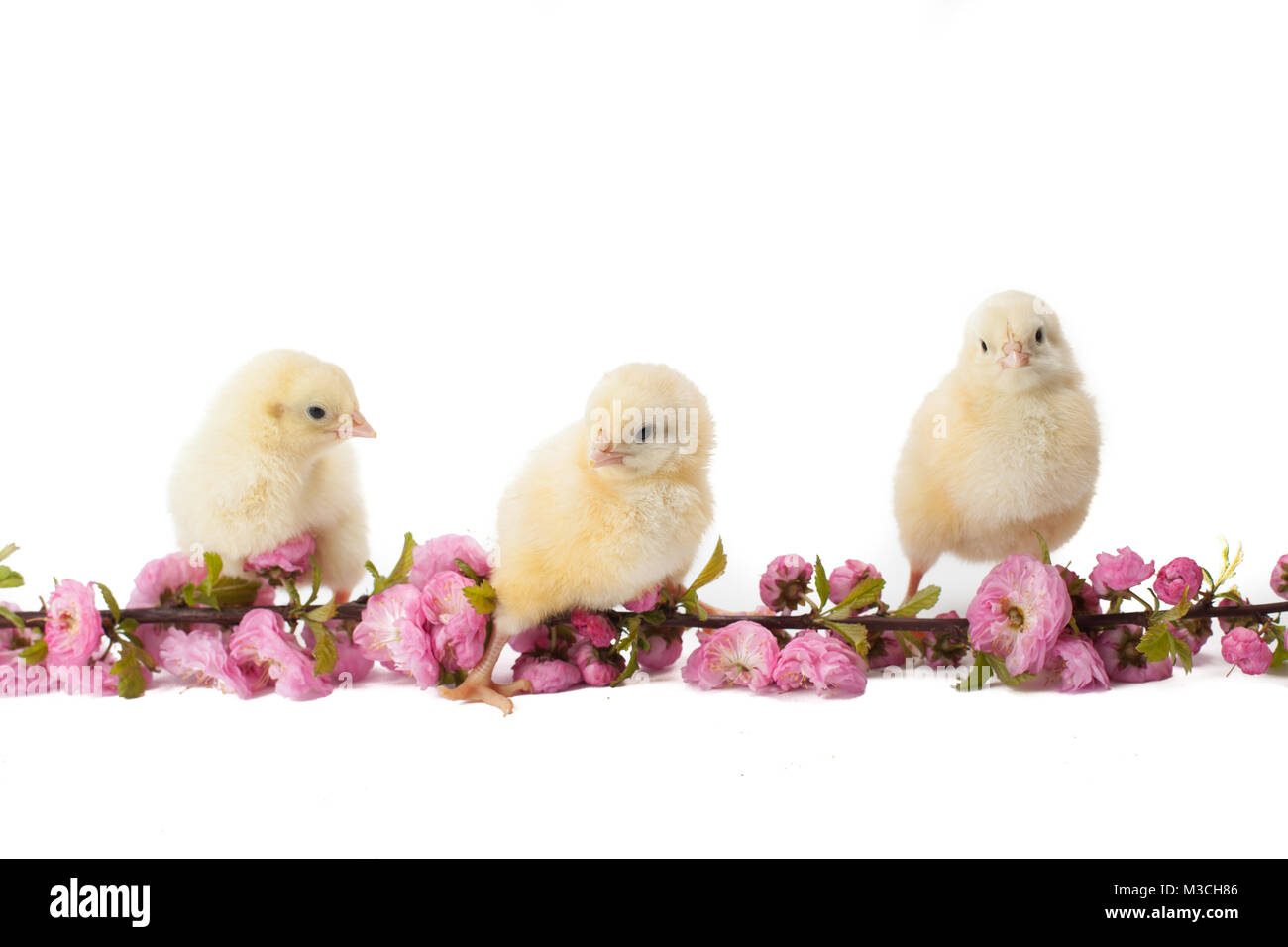 tiny, fluffy, yellow chickens on a thriving branch Stock Photo - Alamy
