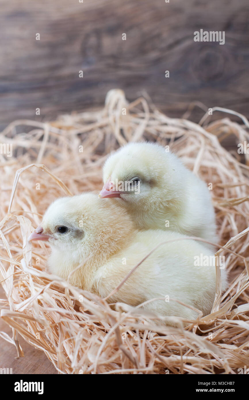 tiny chickens in the henhouse on the hay, happy breeding, happy chickens Stock Photo Alamy