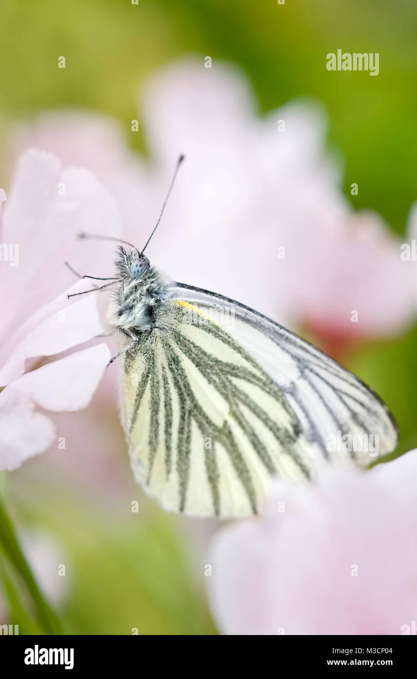 Green-veined White butterfly on  pink cherry flowers - Pieris napi Stock Photo