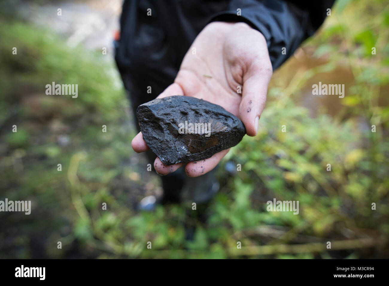 Fossil found in a tributary stream of the Yukon River within Yukon