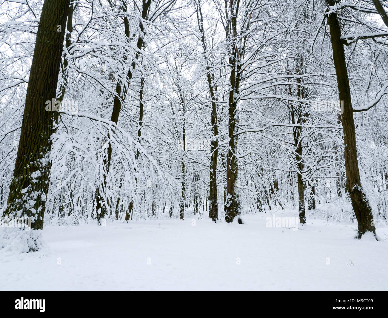 winter forest landscape trees snow nature cold Stock Photo - Alamy