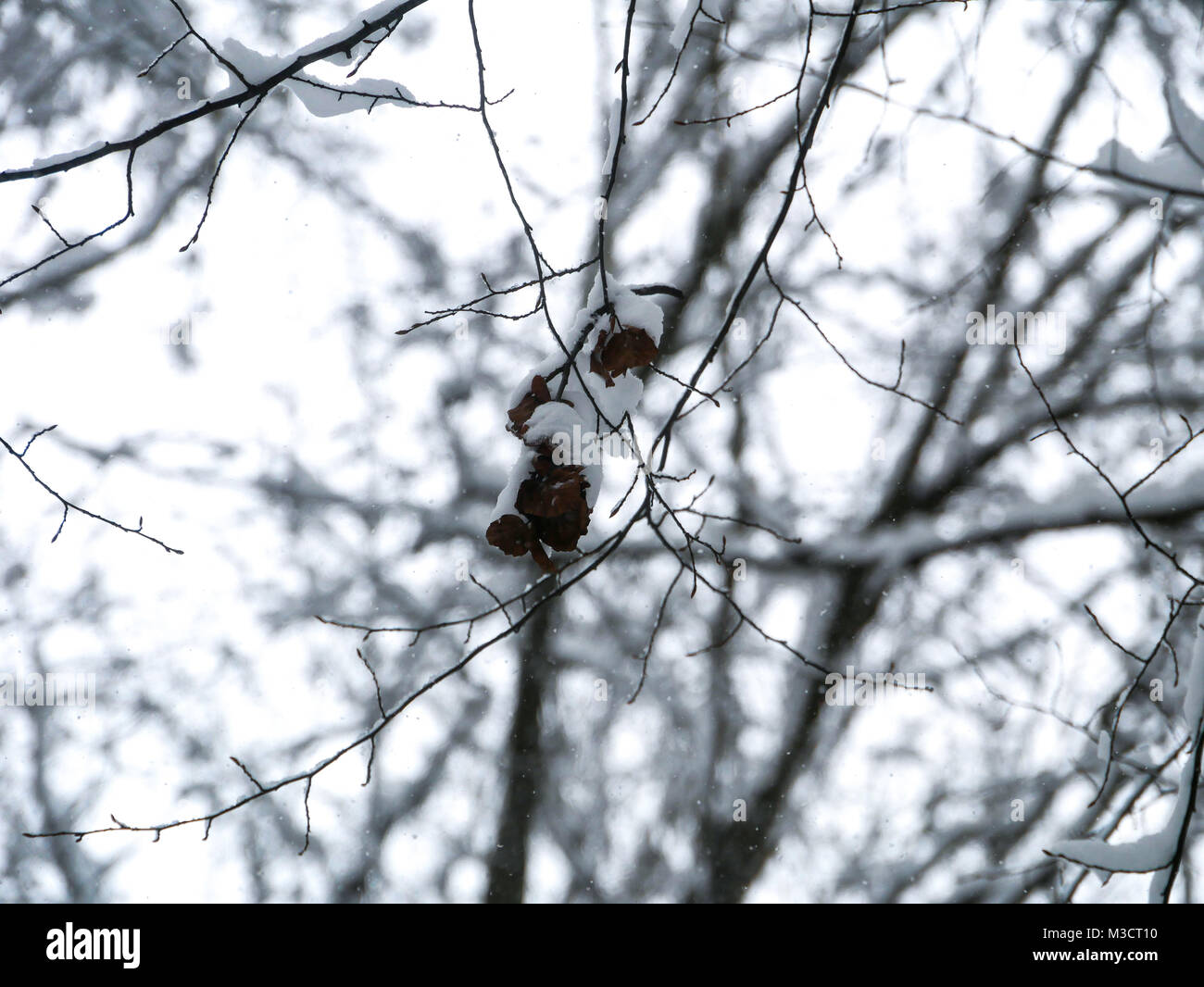 winter forest landscape trees snow nature cold Stock Photo - Alamy