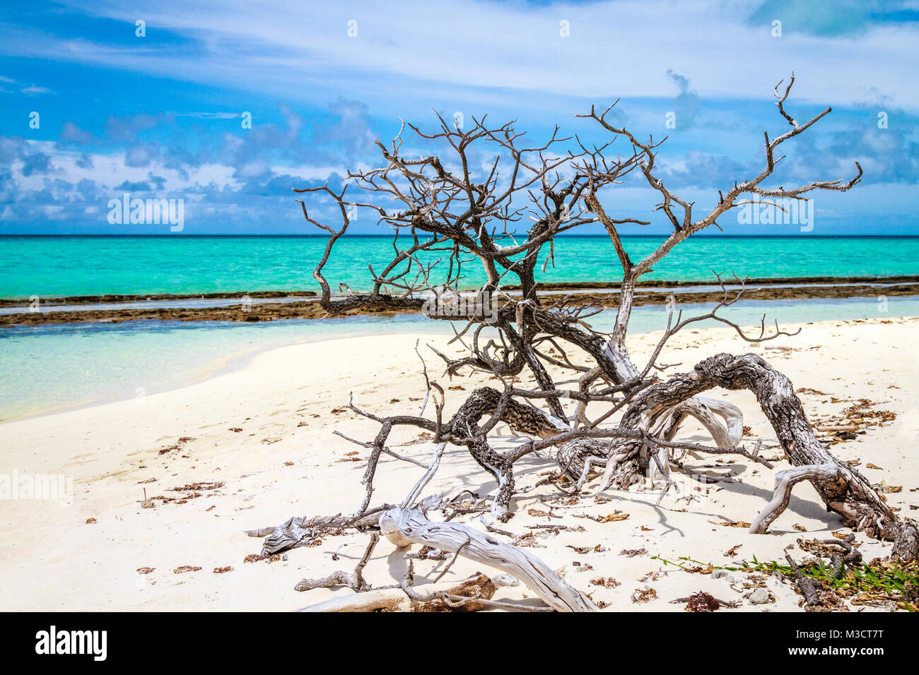 Driftwood on a beach, Heron Island, Queensland, Australia Stock Photo