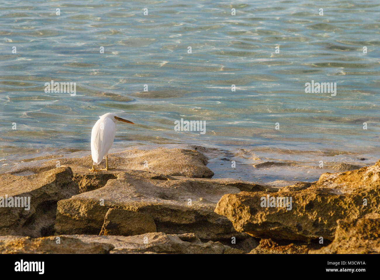 White heron on the coast, Heron Island, Queensland, Australia Stock Photo