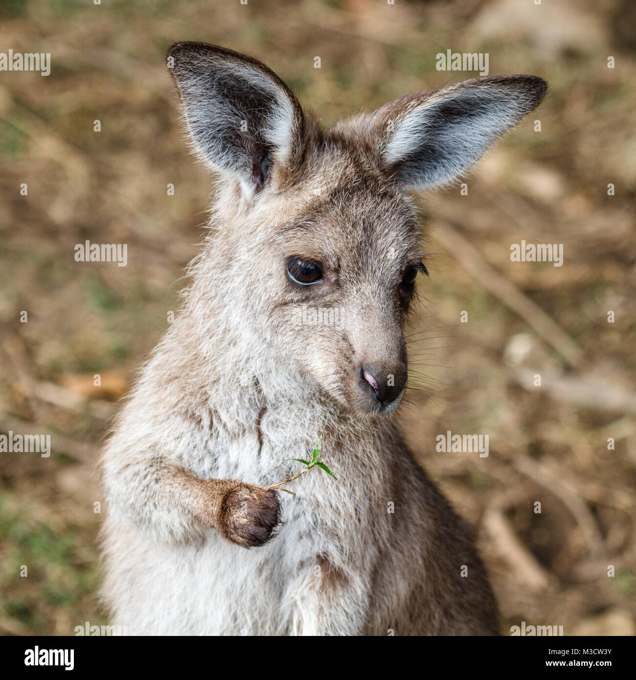 Cute grey kangaroo joey, Queensland, Australia. Portrait. Square image. Stock Photo