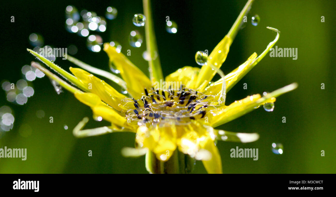 waterdrops on a yellow leaf,morning shot,image of a Stock Photo - Alamy