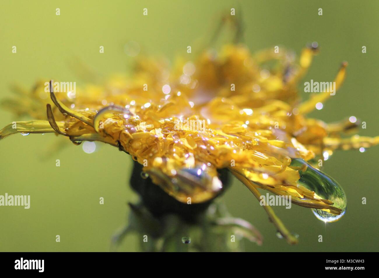 waterdrops on a yellow leaf,morning shot,image of a Stock Photo - Alamy