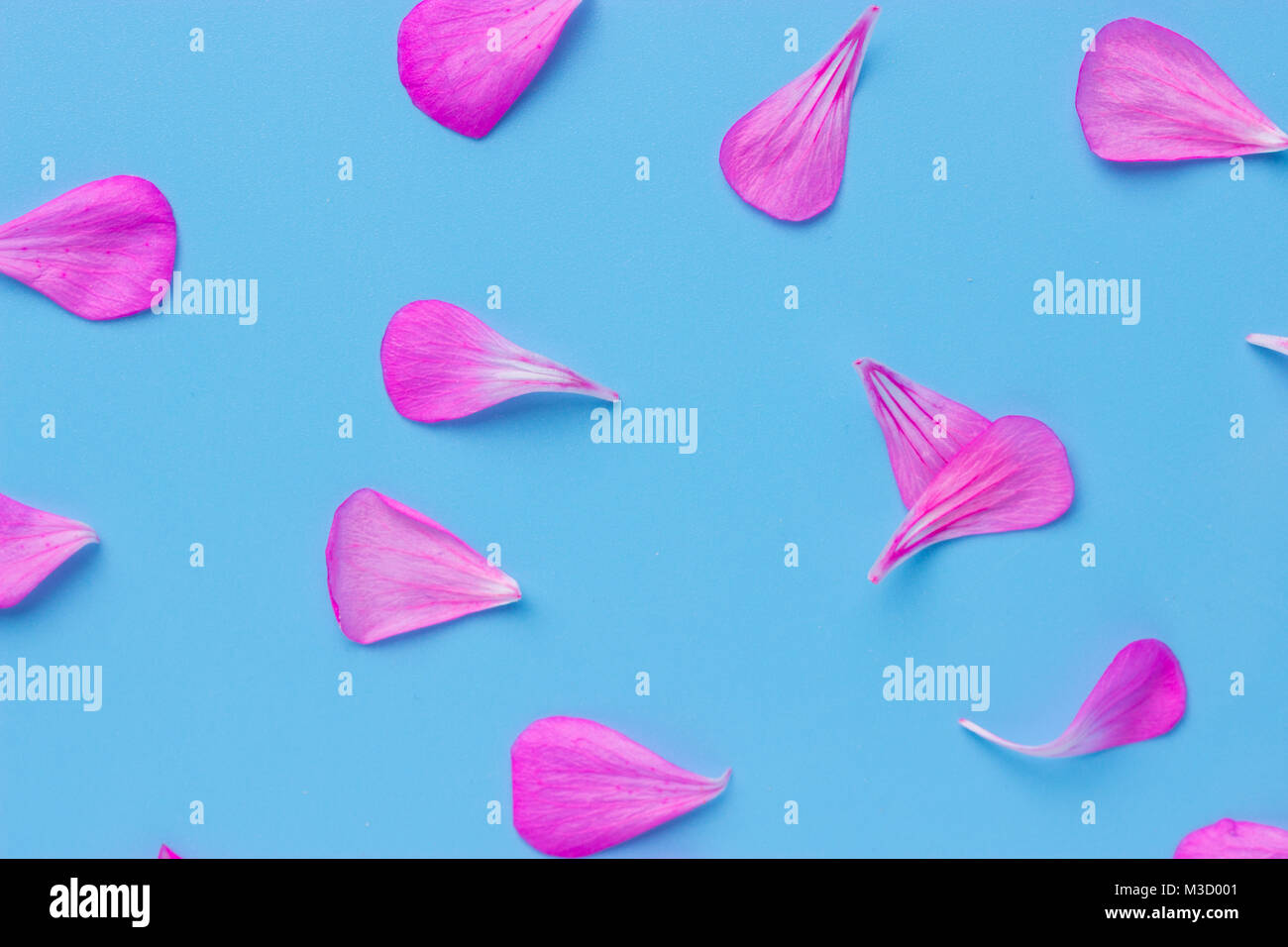 Background of artificial pink rose petals on blue Stock Photo Alamy