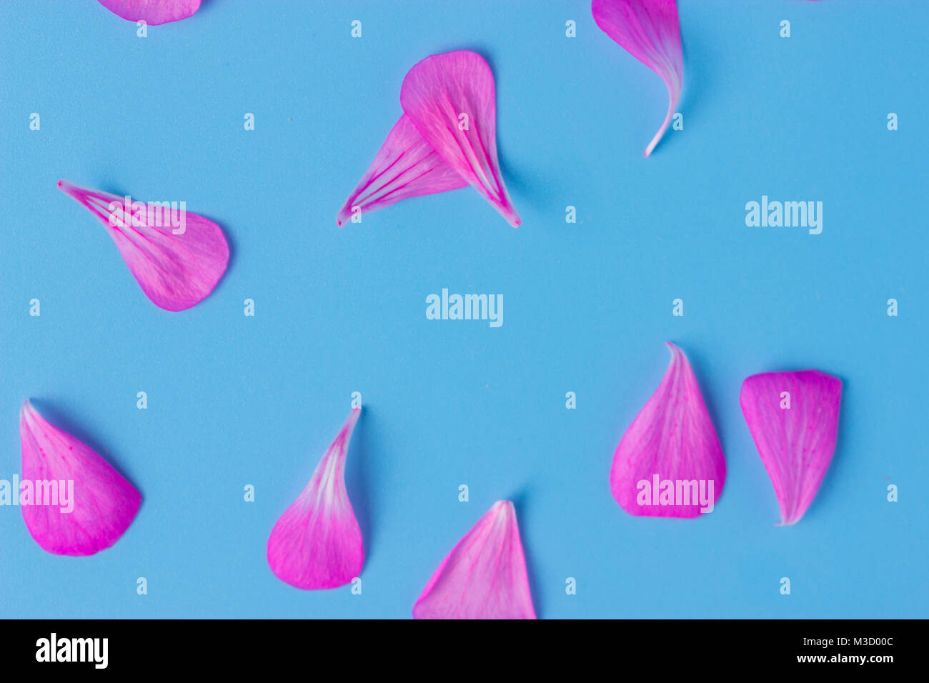 Background of artificial pink rose petals on blue Stock Photo Alamy