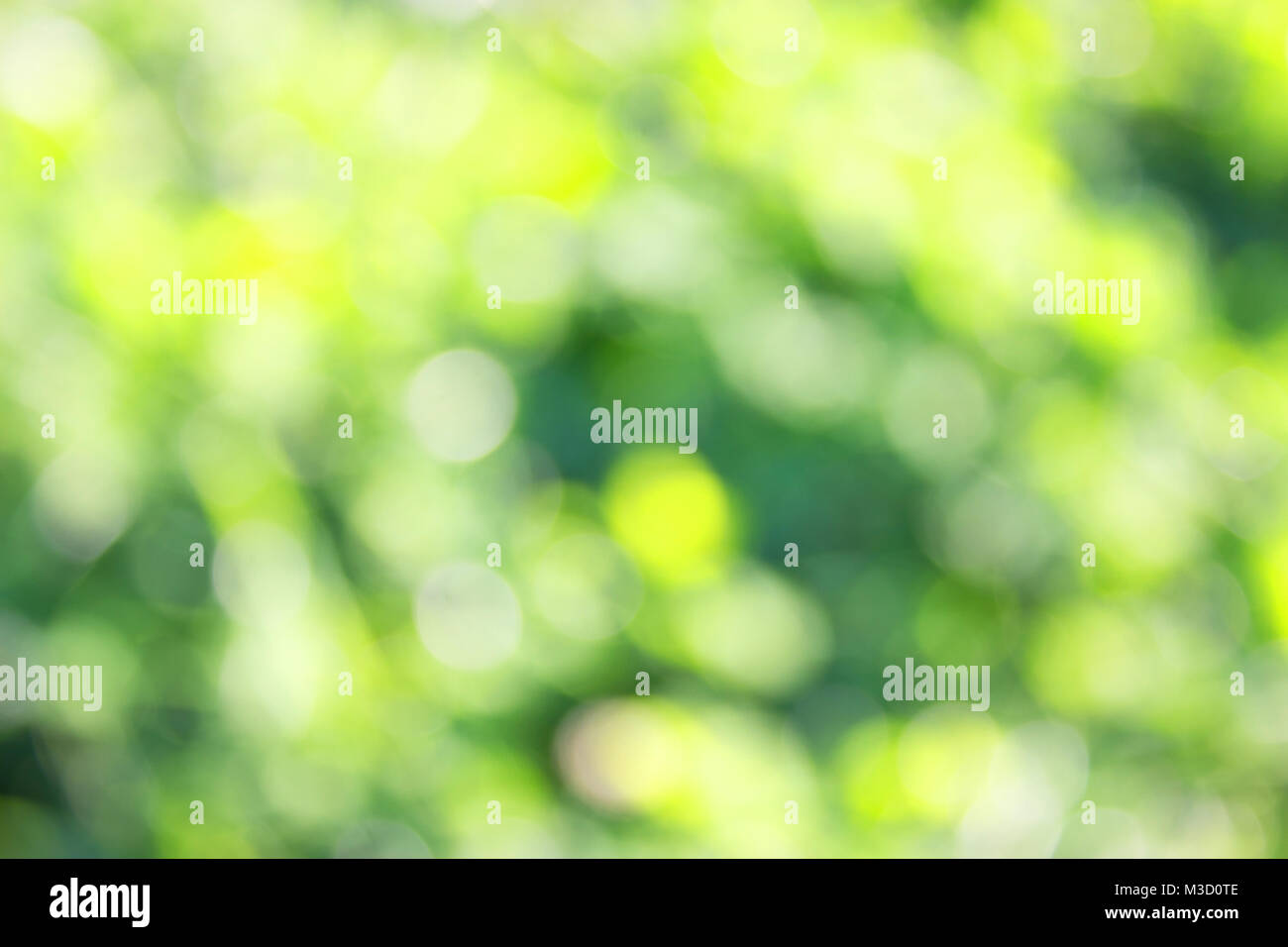 green grass defocused background. beautiful summer day Stock Photo