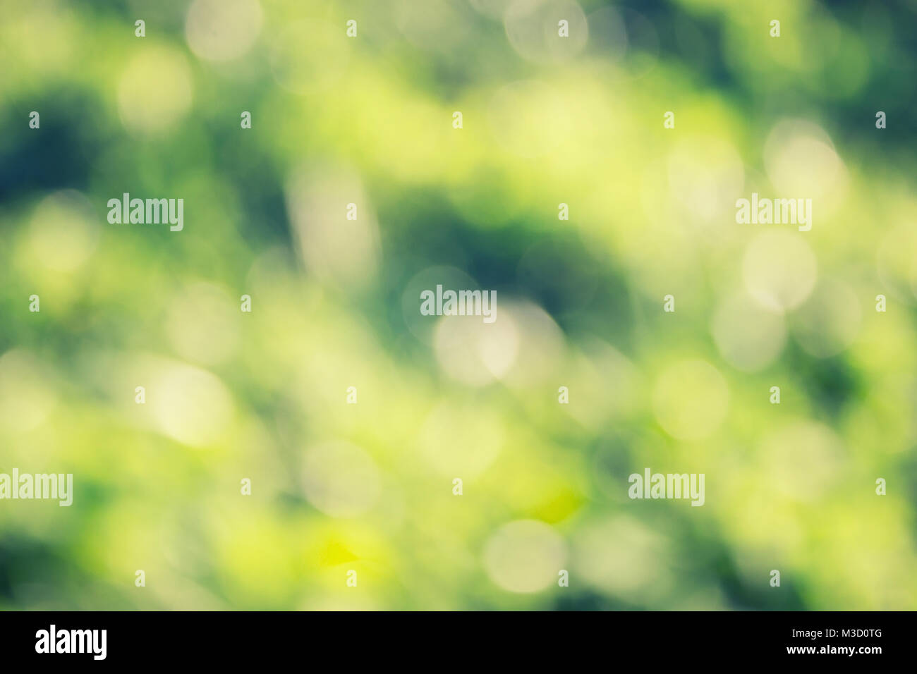 green grass defocused background. beautiful summer day Stock Photo