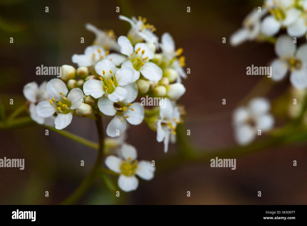 Pepperweed (Lepidium montanum var jonesii) Stock Photo