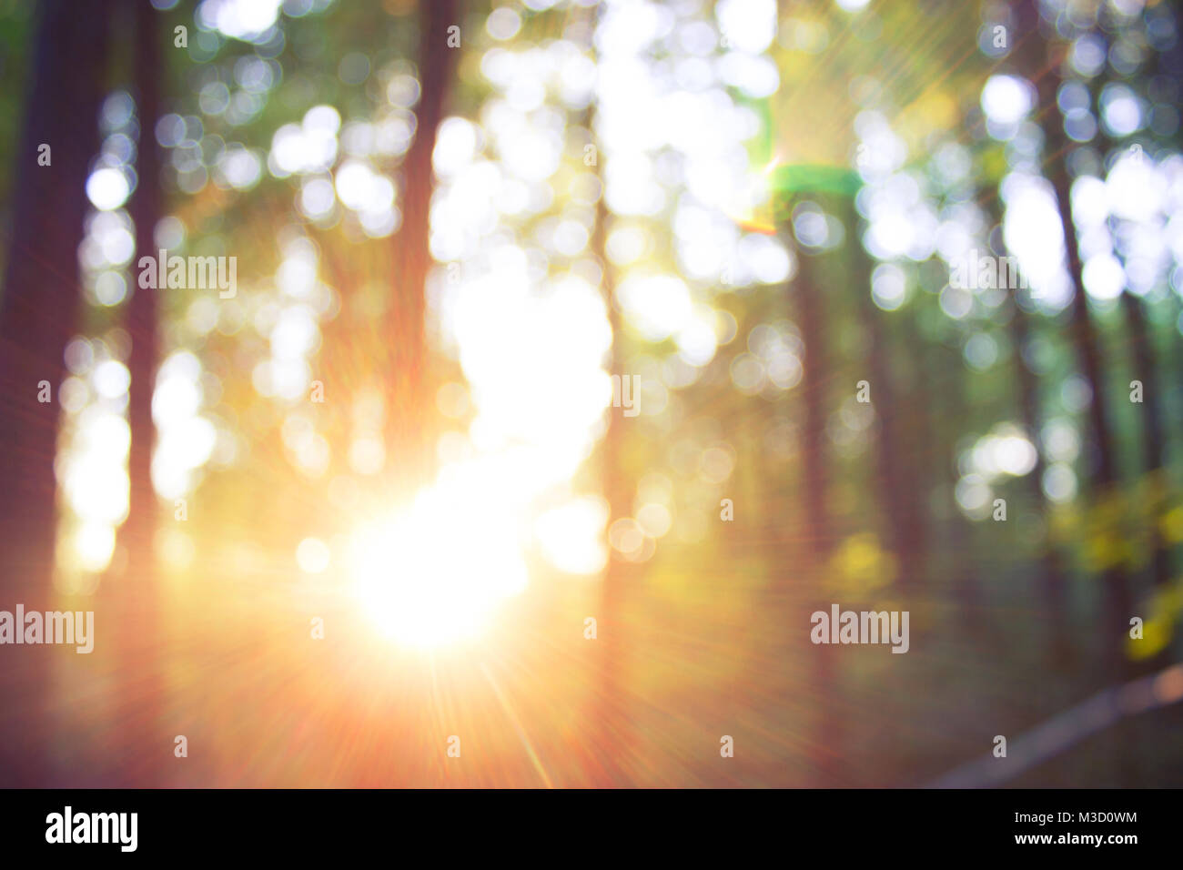 Forest blur baground. image of summer forest and sun Stock Photo - Alamy