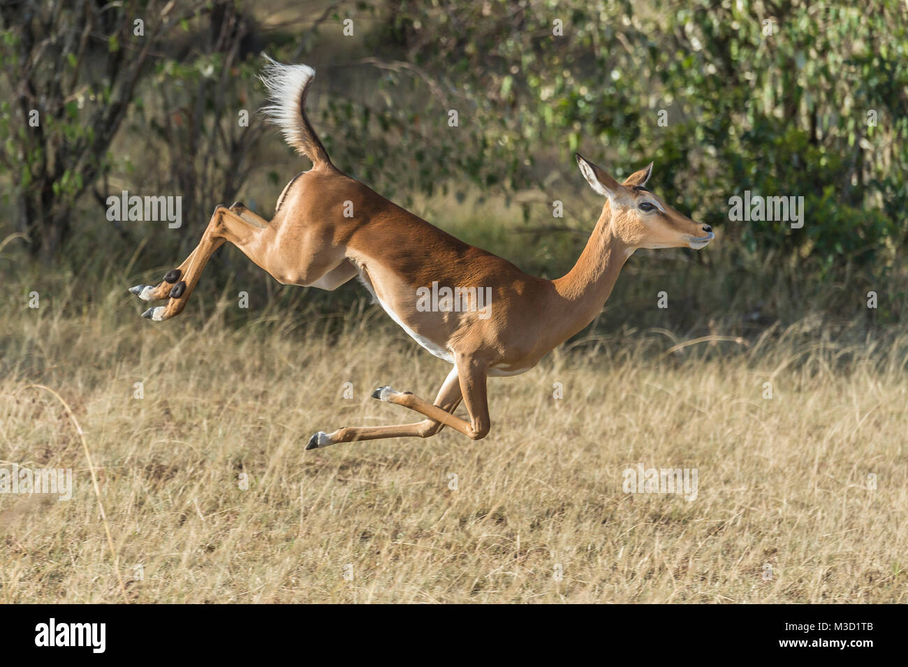 An impala running and leaping. Such behaviour is usually just due to high spirits, but can also be to indicate the futility of chasing her to any obse Stock Photo