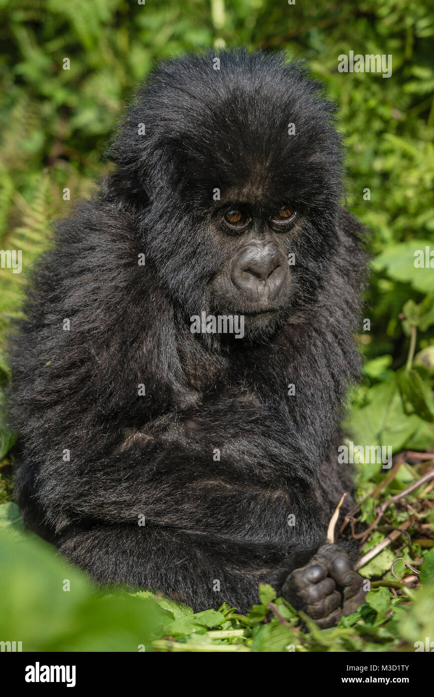 Mountain Gorilla (Gorilla beringei beringei) Stock Photo