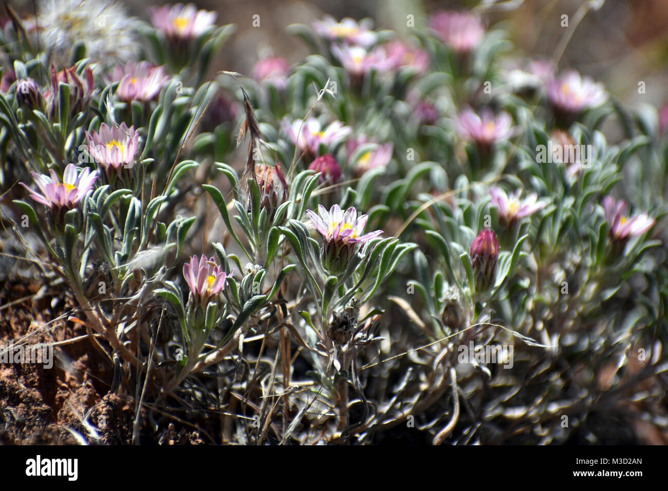 Townsendia hi-res stock photography and images - Alamy