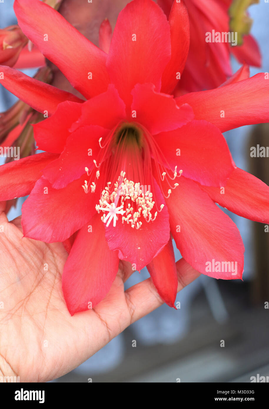 Close up of Epiphyllum ackermannii or red Epiphyllum or known as Orchid cactus isolated Stock Photo