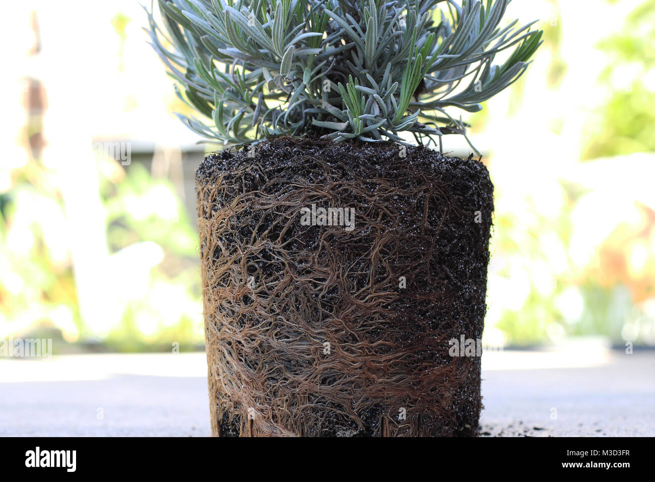 Young Lavandula angustifolia or known as English Lavender with roots
